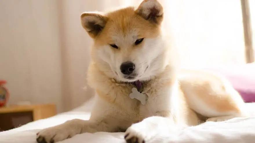 Akita Inu - What You Don't Know
