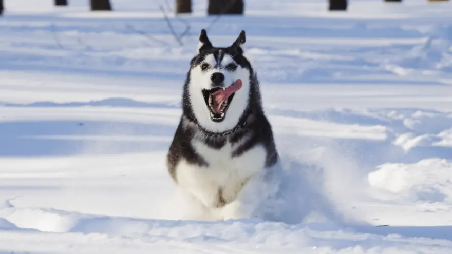 13 Alaskan Malamute Tips from Owners