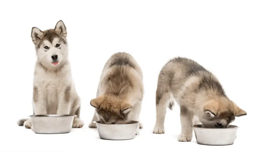 Best Dry Dog Food for Large Breed Puppies [2023 review]