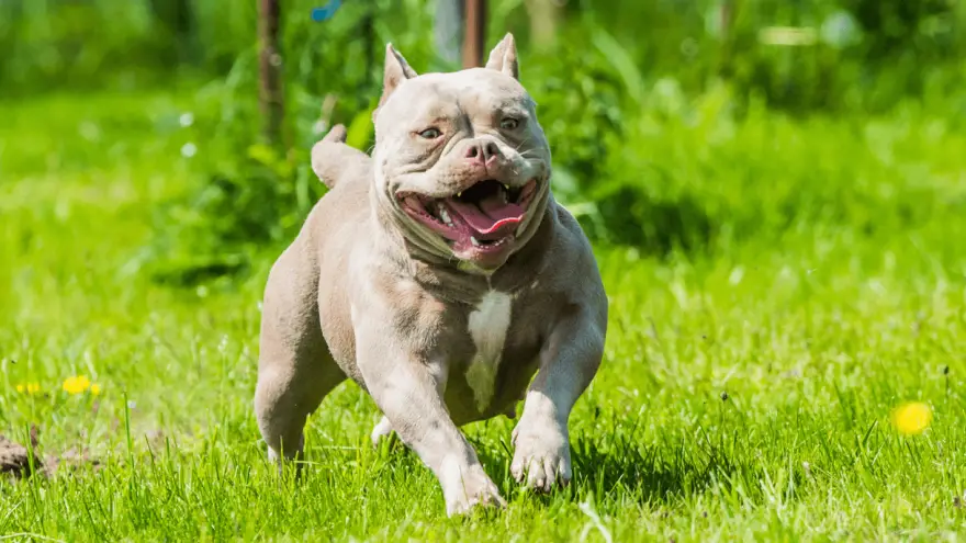 6 Best Dog Food For American Bully | Puppy, Adult & Senior