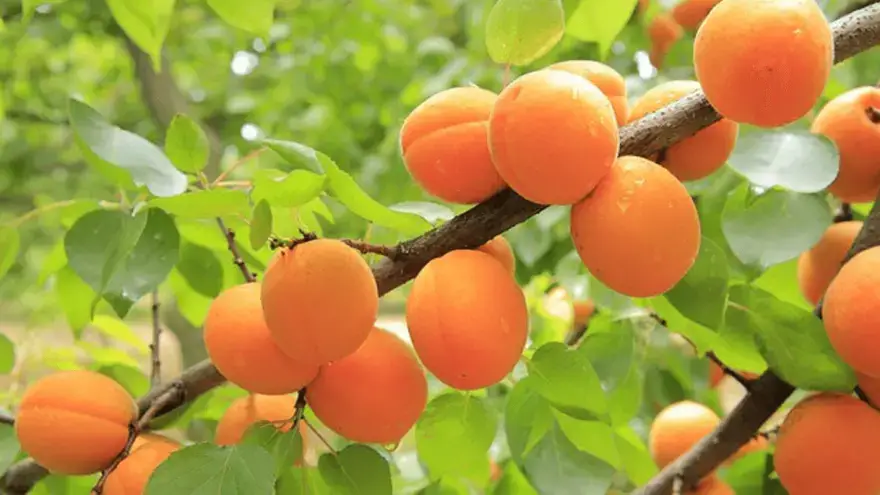 are apricots safe for dogs