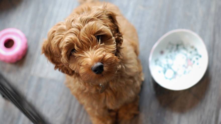 Tutto quello che deve sapere sul labradoodle australiano