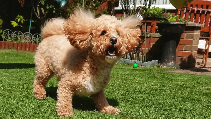 Poochon - What Owners Say About Them