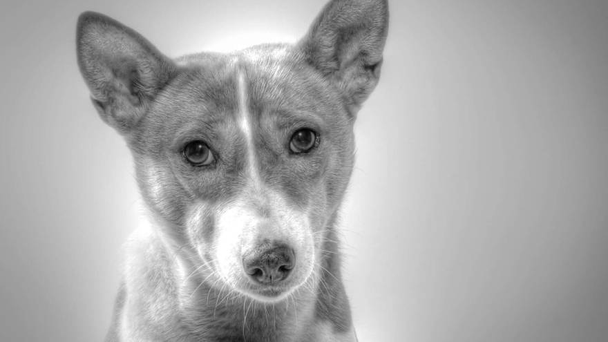 The 5 Best Basenji Rescues in the US