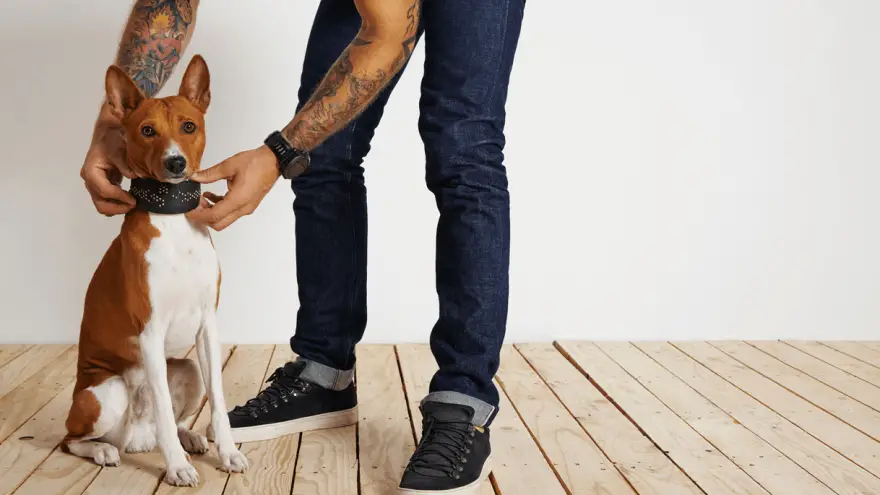 How To Choose the Best Leather Dog Collars?