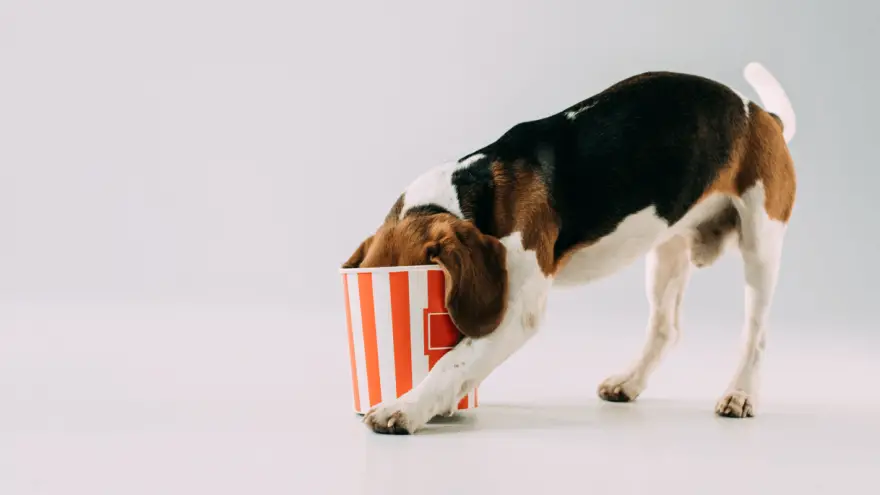 Is Popcorn Safe For Dogs?