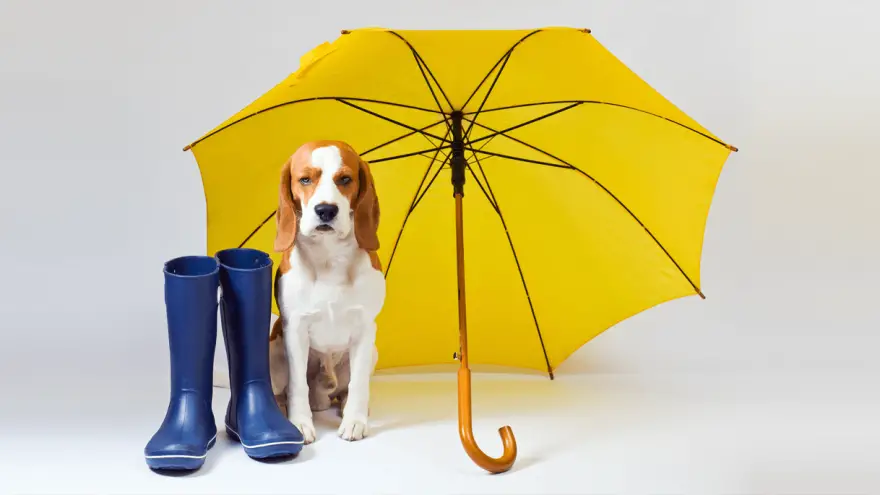 Top 5 - Dog Umbrellas