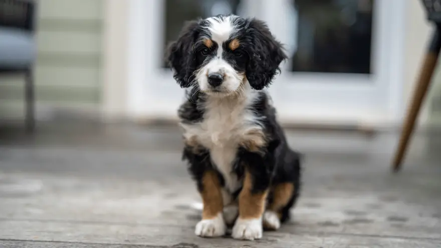13 Fun Facts About Bernedoodles