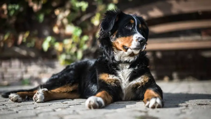 Bernese Mountain Dog: Different Perspective