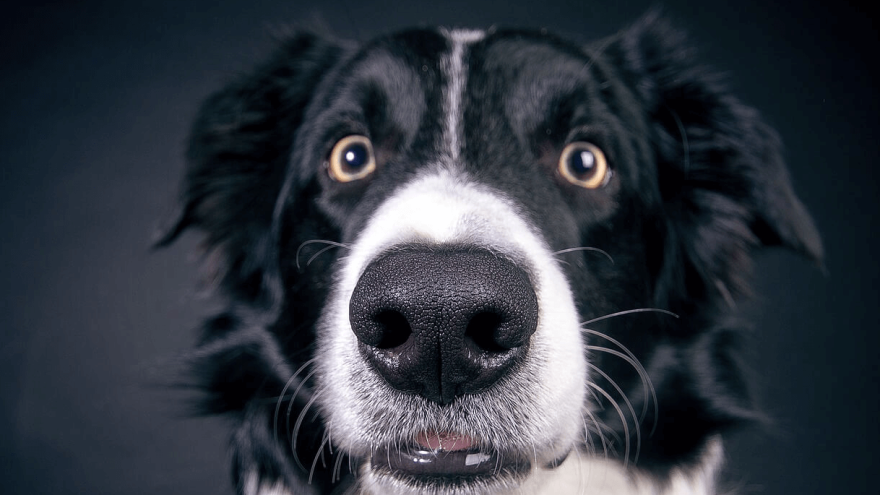 Best Dog Food for Border Collies According to Experts