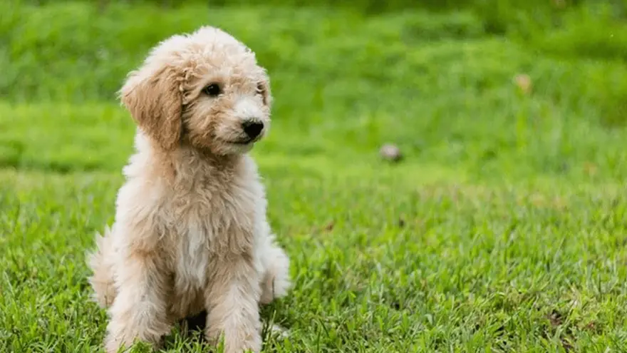 The 6 Best Dog Food for Goldendoodles