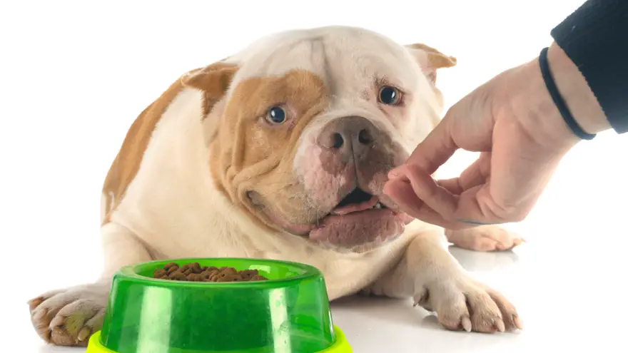 Here are the 5 Best Dog Foods for Pregnant Dogs, According to Breeders