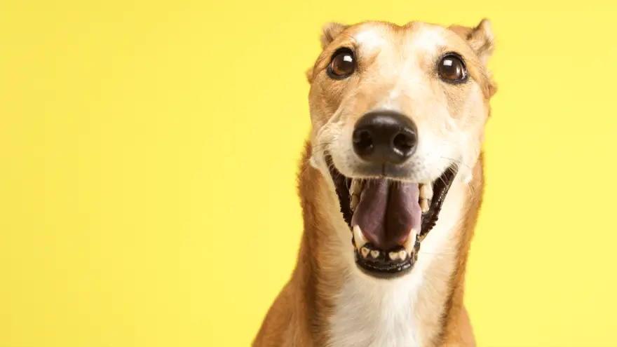How to Choose the Best Dog Good for Greyhounds?