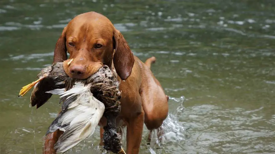 The 7 Best Hunting Dog Breeds