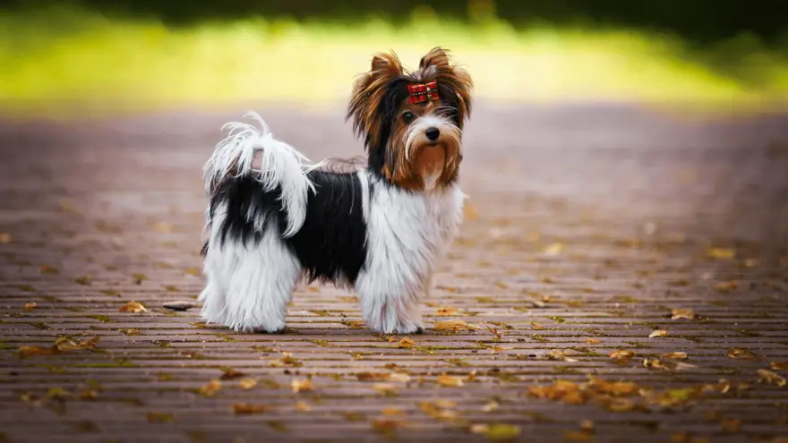 Meet The Newest Recognized Breed - The Biewer Terrier