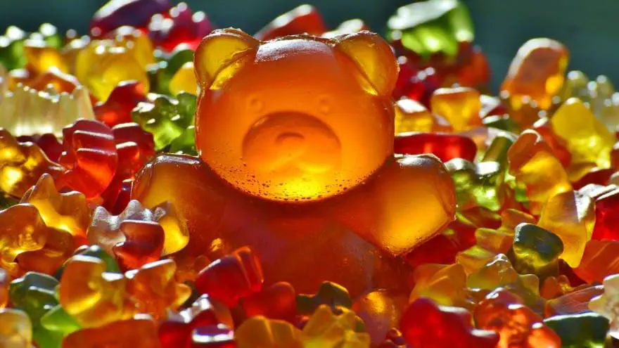 can-dogs-eat-gummy-bears