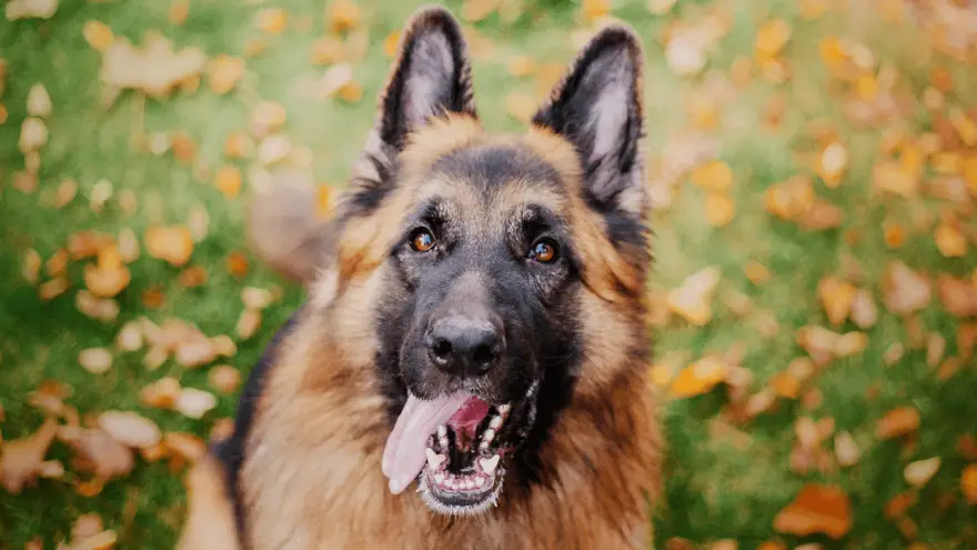 The 7 Most Famous Black & Tan Dog Breeds
