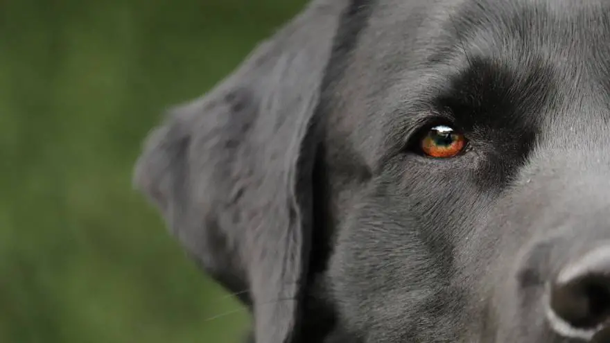 The 11 Most Popular Black Dog Breeds