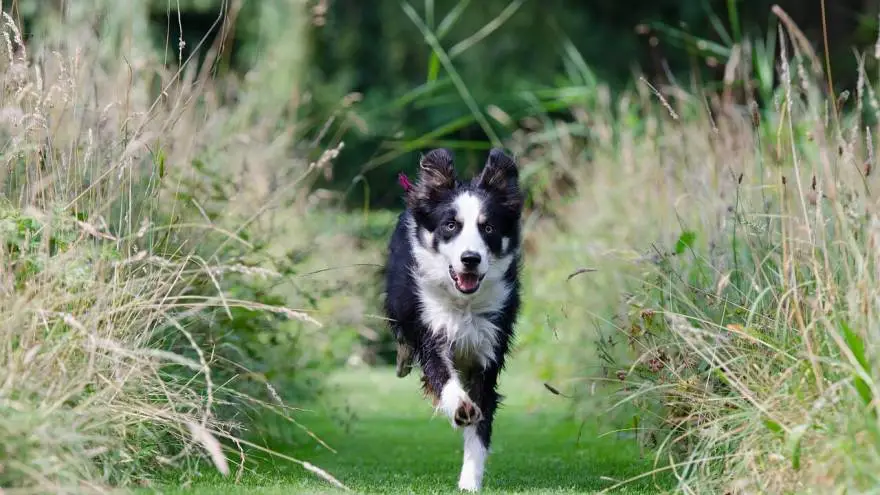 Where to Adopt Border Collie Dogs?