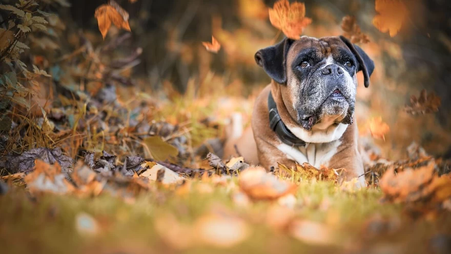 7 Best Dog Food For Boxers According to Experts