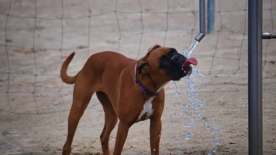 Zašto moj pas pije puno vode