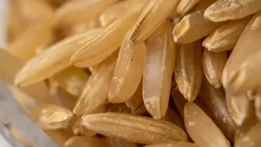 43 Can Dogs Eat Whole Grain Brown Rice