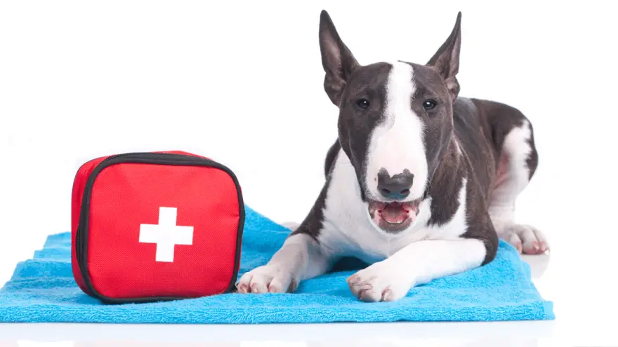 Best Dewormers For Your Dog