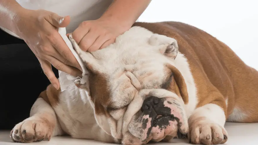 How to Clean Dog's Ears in 3 Easy Steps