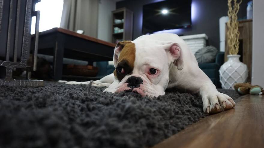 Vestibular Disease in Dogs | What is It