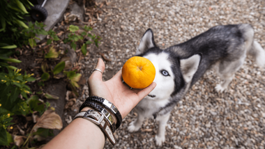 are clementine oranges bad for dogs