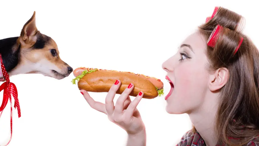 Can Dogs Eat Hot Dogs?