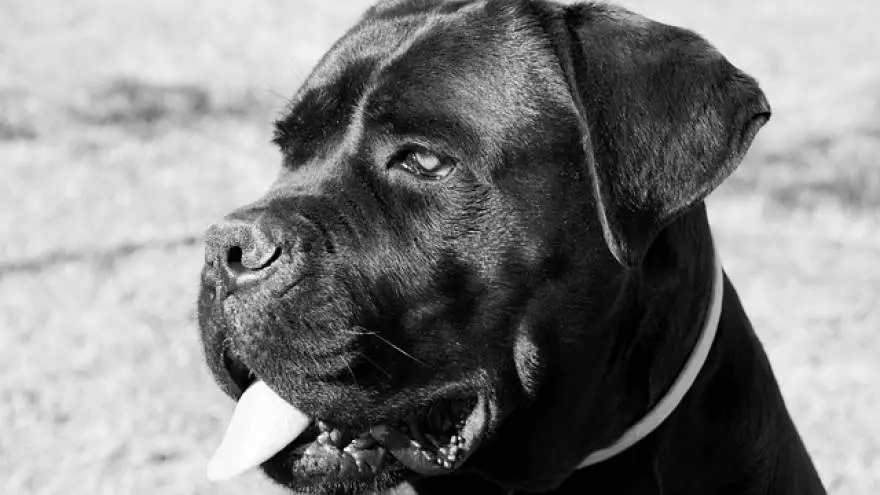 Cane Corso - dangerous breed or family pet?
