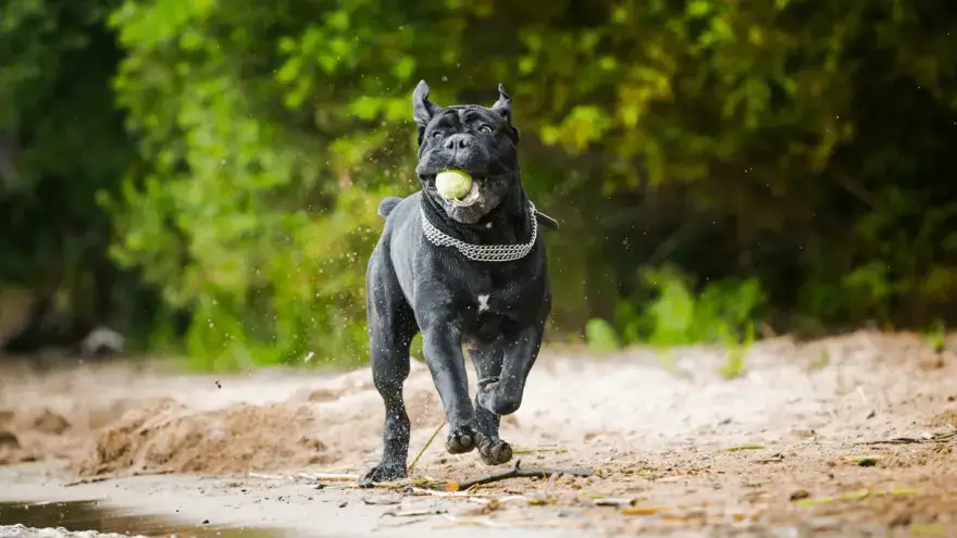 are cane corsos hard to train