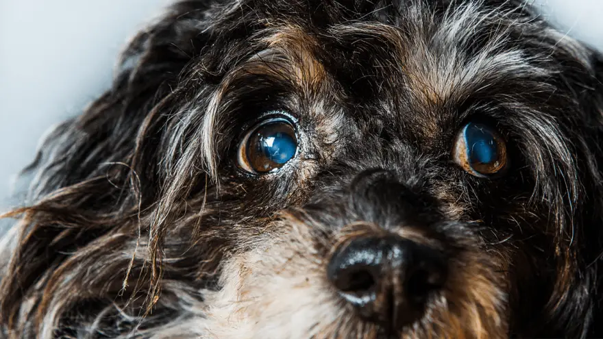 Cataracts In Dogs - Causes, Symptoms & Prevention