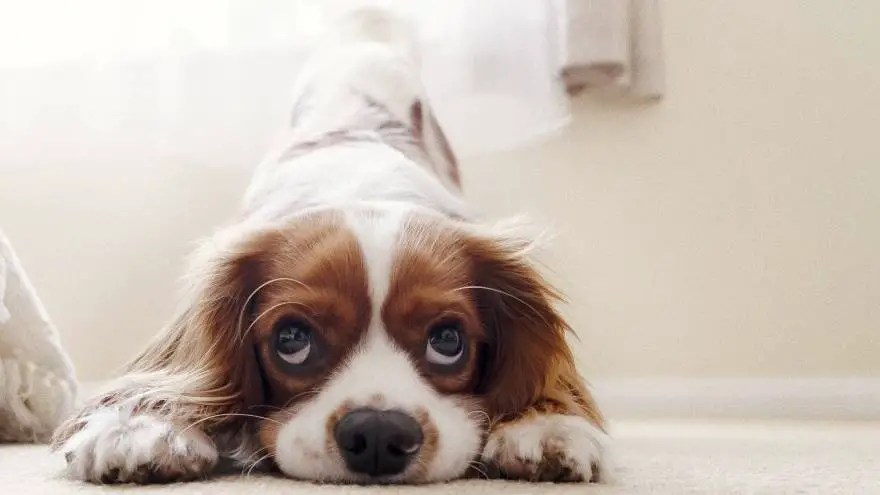 The 7 Best Cavalier King Charles Spaniel Rescues in the US