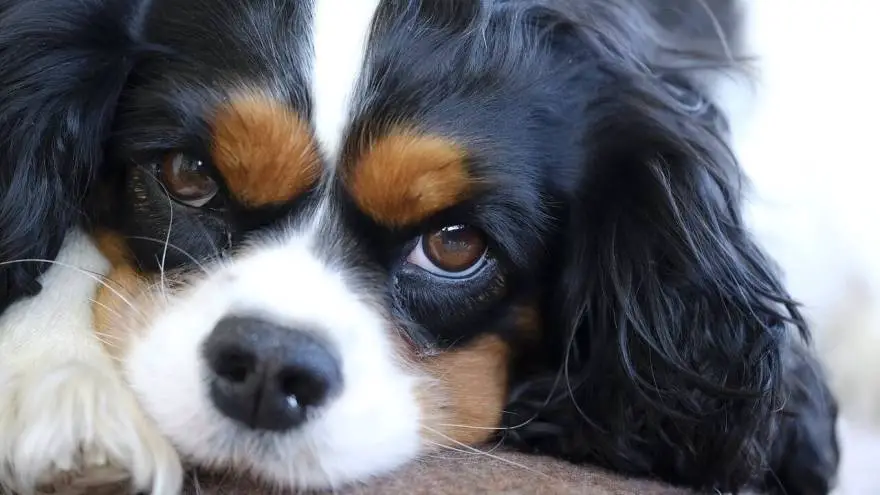 140+ Best Cavalier King Charles Spaniel Names