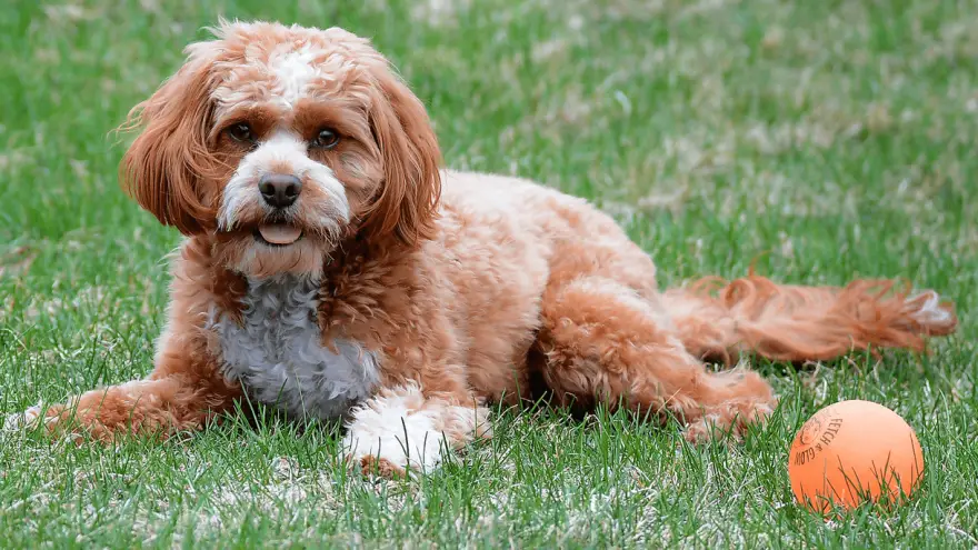 Cavapoo - Fun Facts You Didn't Know