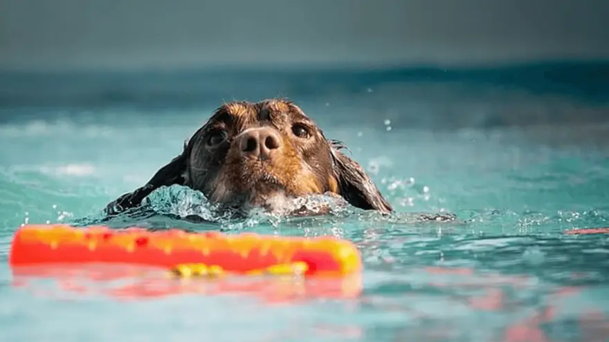 Is Swimming Therapeutic for Dogs and What is Hydrotherapy?