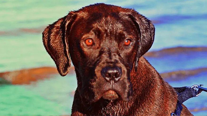 Mastador: Labrador Retriever and Mastiff Mix