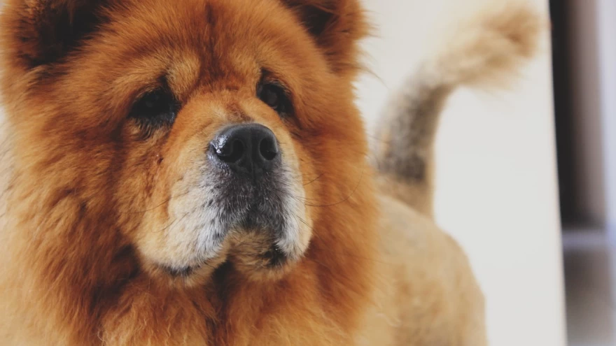 Chow Chow Official Colors