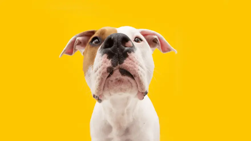 Which Dog Food Brands Should You Avoid?