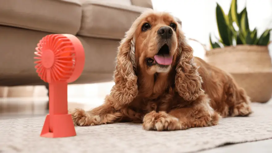 Best Dog Cooling Mats for Summer 2022