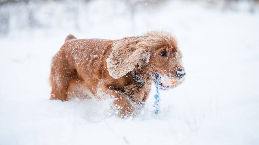 How to Teach a Dog to Fetch in 3 Easy Steps