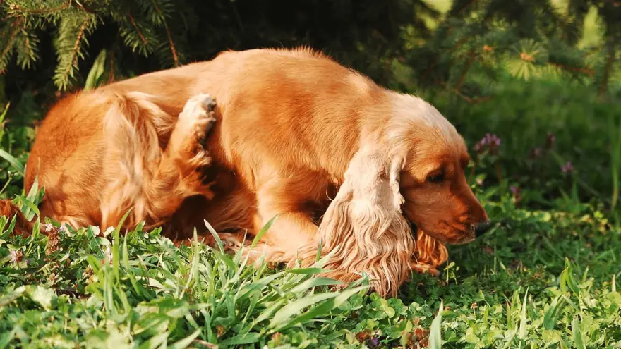 Mites in Dogs and How to Get Rid of Them