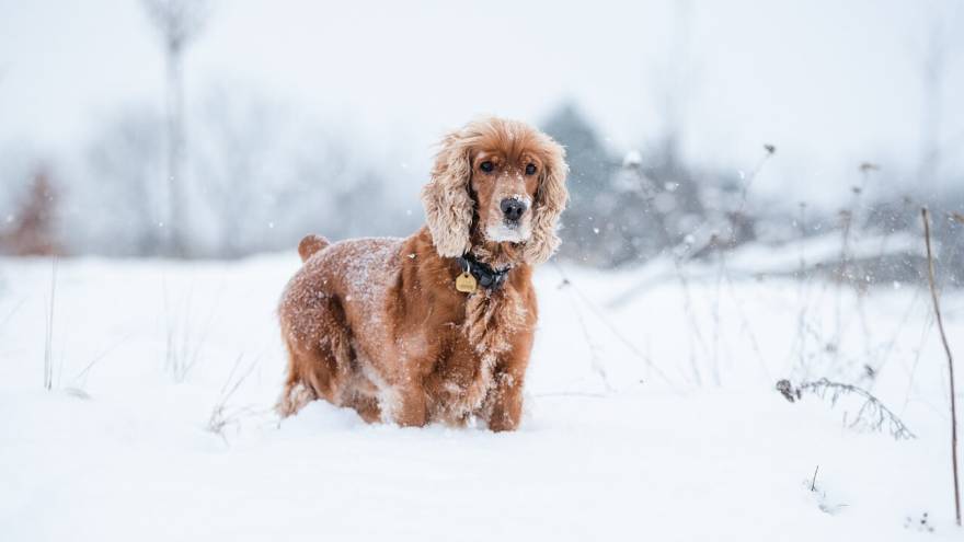 Scopri 7 curiosità sui Cocker Spaniel