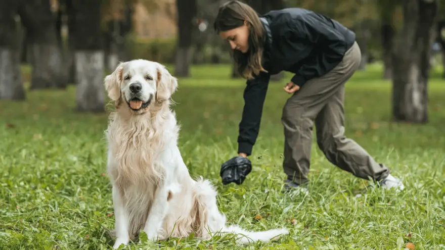 ¿Cómo detectar la colitis en perros?