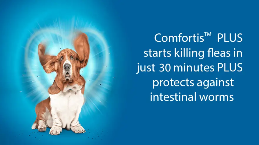 Is Comfortis for Dogs Safe To Use