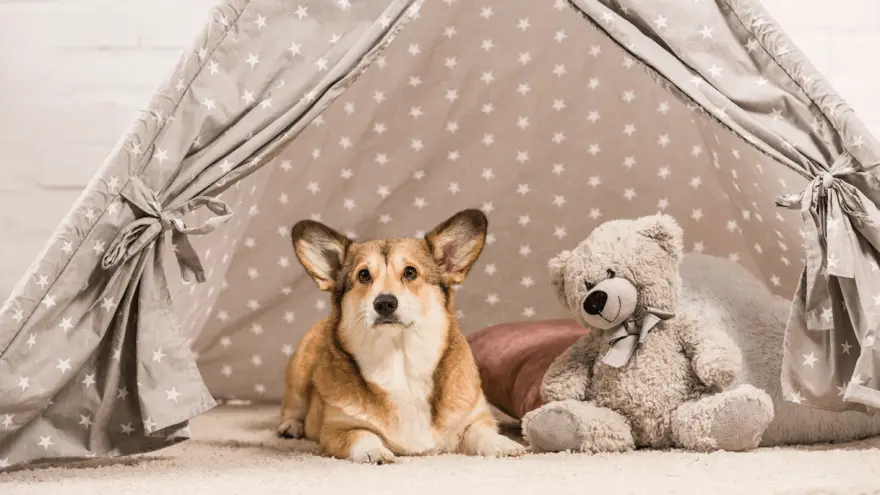 teddy bear ears dog