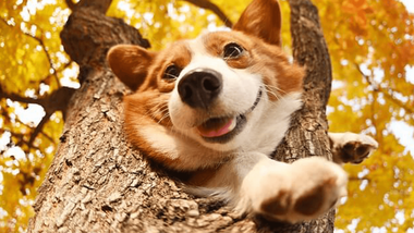 what is the best food for a corgi