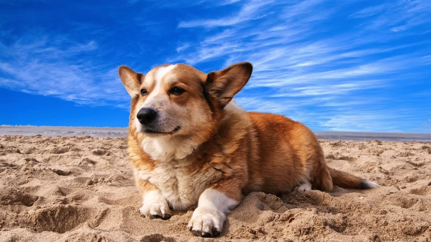 Sand Impaction in Dogs - How Does it Happen?
